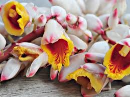 Tisane Bio - ATOUMO ÉQUILIBRE