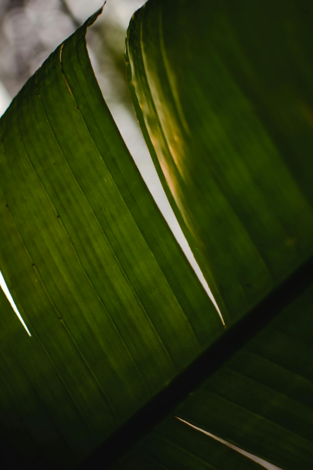feuilles-bananiers