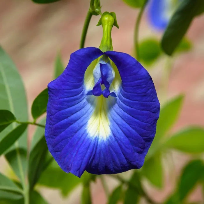 Sauce Vinaigrette Fleur de Clitoria & Basilic - IMMUNITE