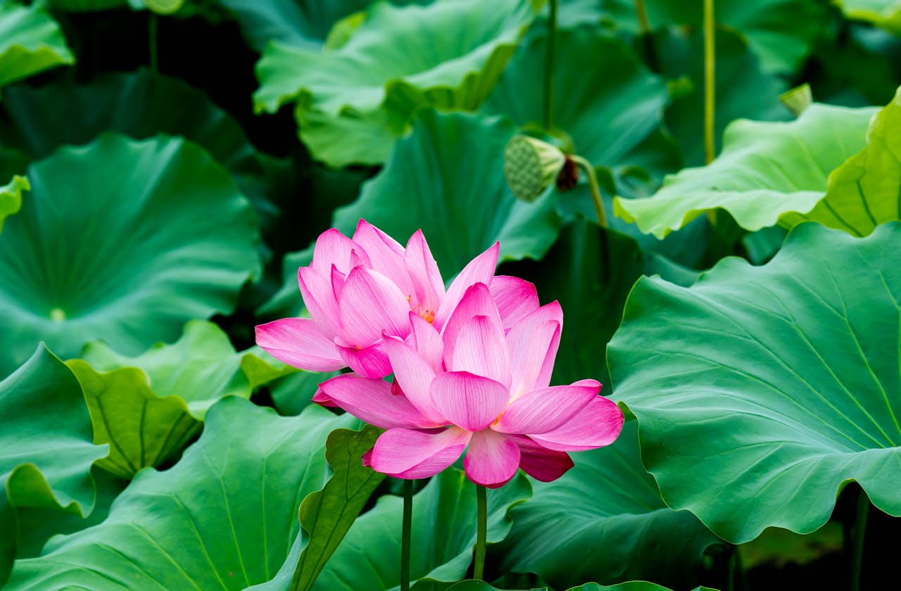 fleurs-exotiques-roses